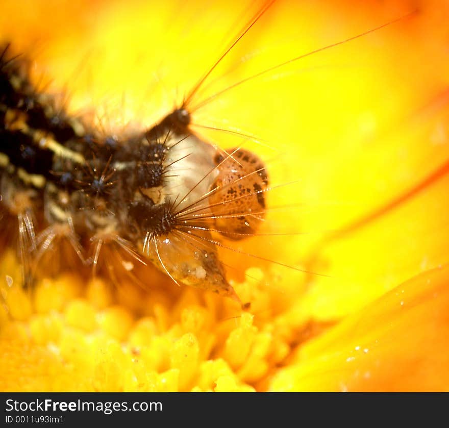 Here is a caterpillar on a yellow flower. Here is a caterpillar on a yellow flower.