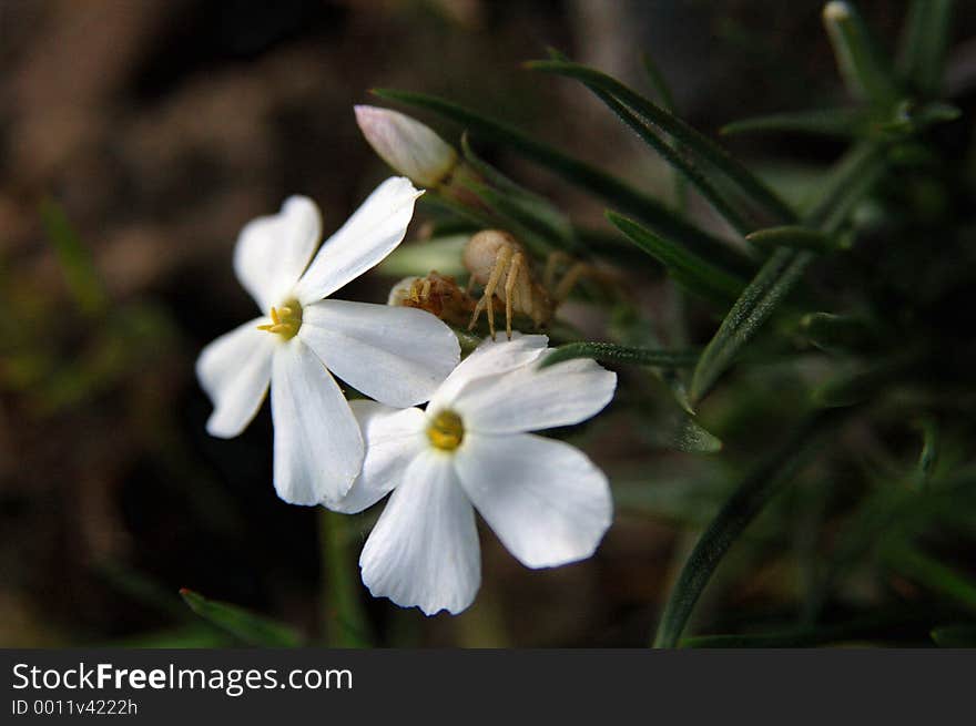 Long leaf phlox flower