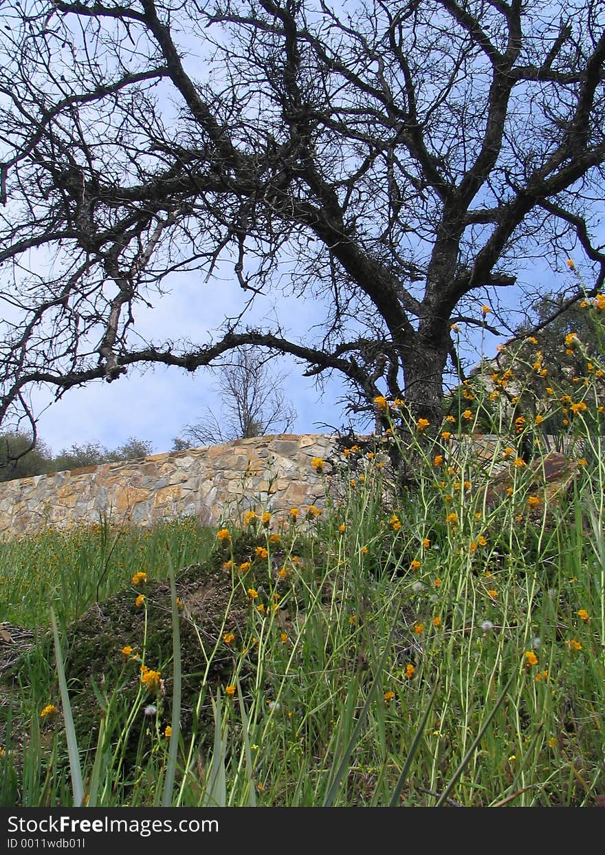 Dead tree surrounded by life. Dead tree surrounded by life