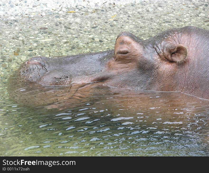 Good sleep hippo. A relaxing and smiling hippo. Good sleep hippo. A relaxing and smiling hippo