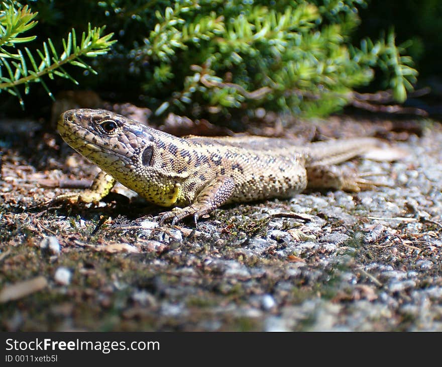 Lizard sunbathing in a cemetery garden. Lizard sunbathing in a cemetery garden