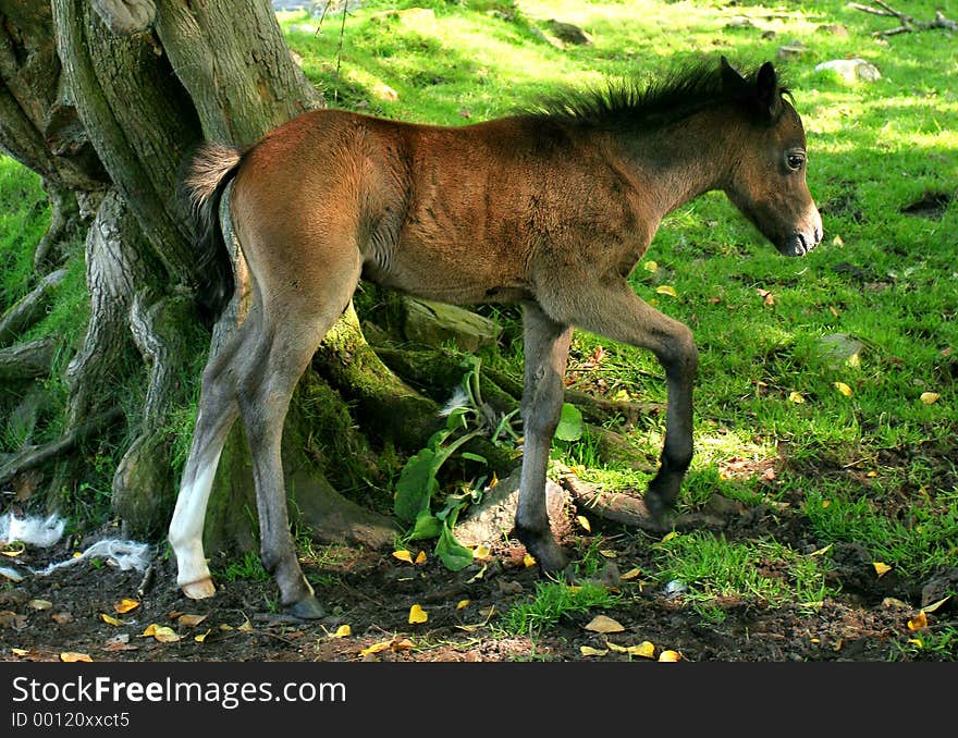 The Foal