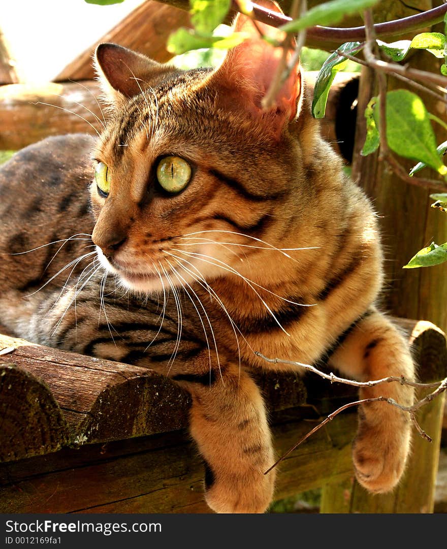 A Bengali special breed kitten relaxing on a log bench but with eyes on alert. A Bengali special breed kitten relaxing on a log bench but with eyes on alert.