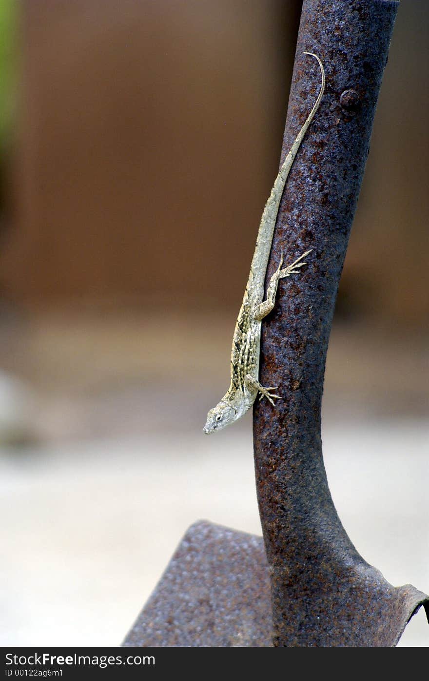 Lizard upside down on a shovel