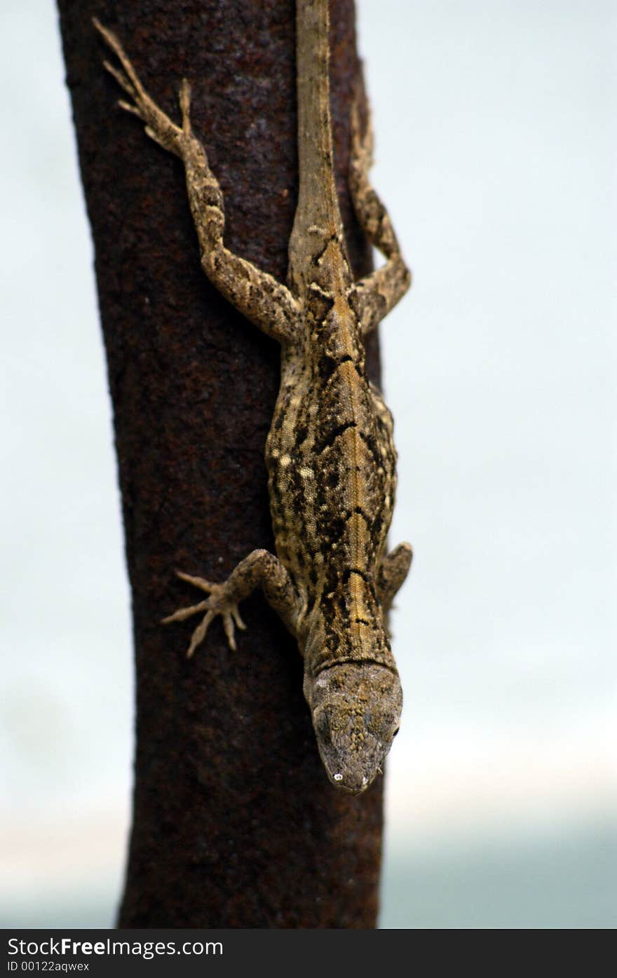 Geko on a shovel. Geko on a shovel