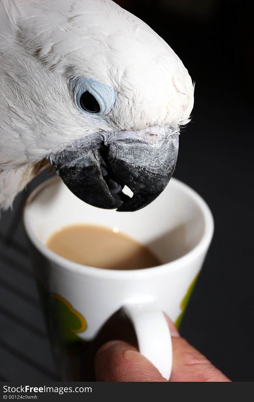 Parrot drinking coffee out of a mug