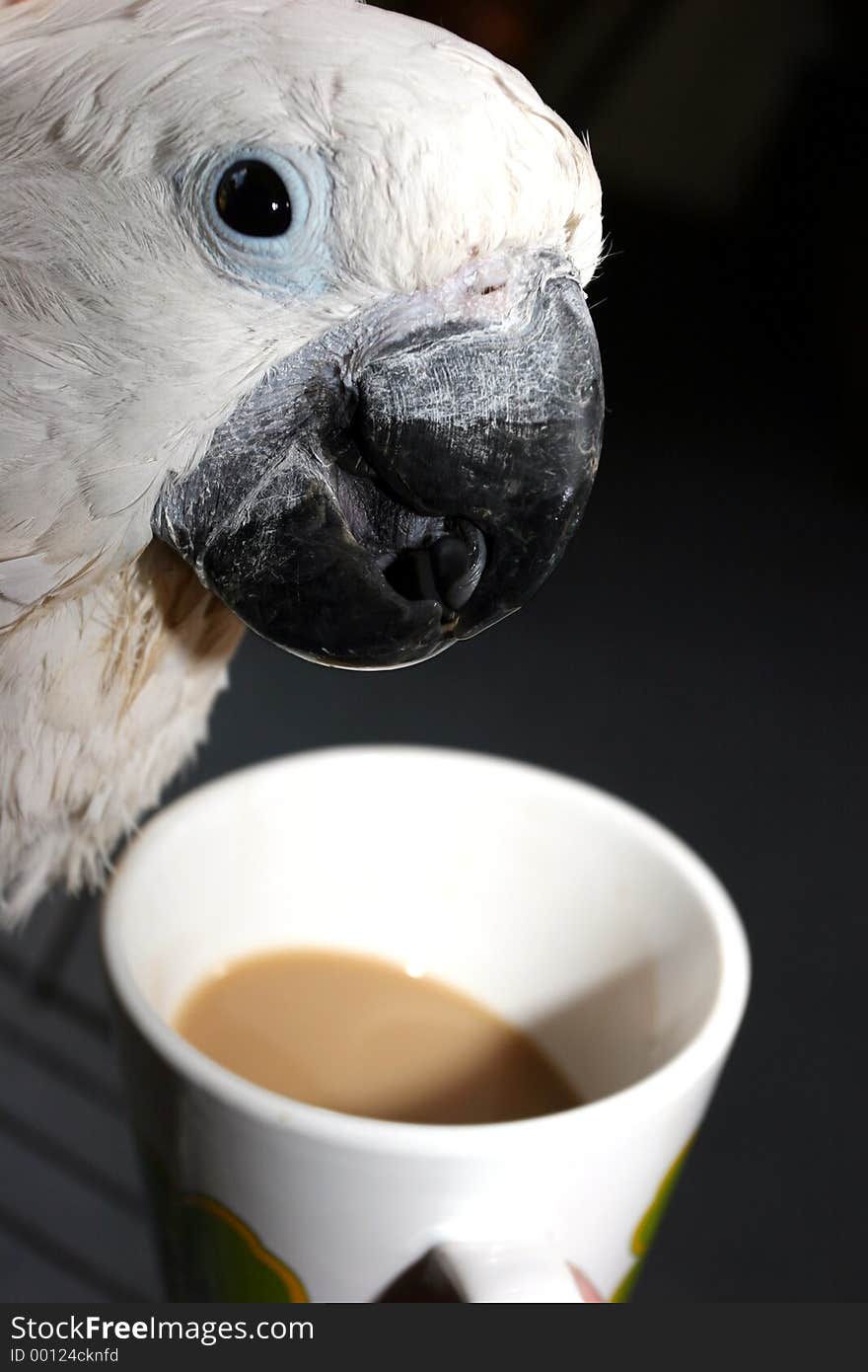 Parrot drinking coffee out of a mug