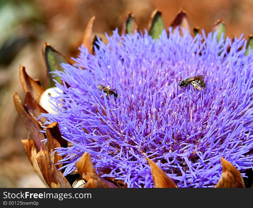 Insects sitting on a wild artichoke blossom. Insects sitting on a wild artichoke blossom