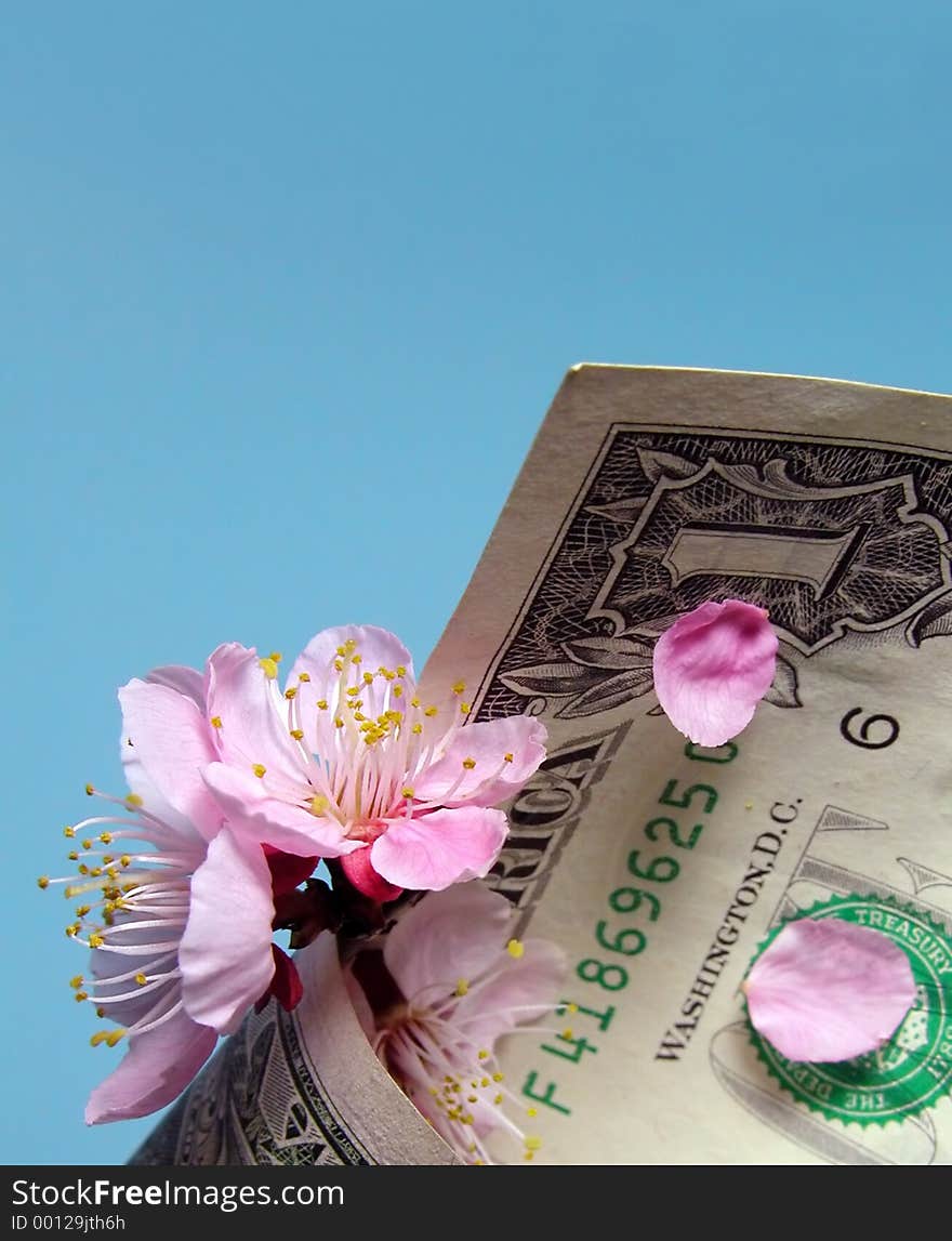 Cherry flowers and petals in a dollar bill cornet. Cherry flowers and petals in a dollar bill cornet