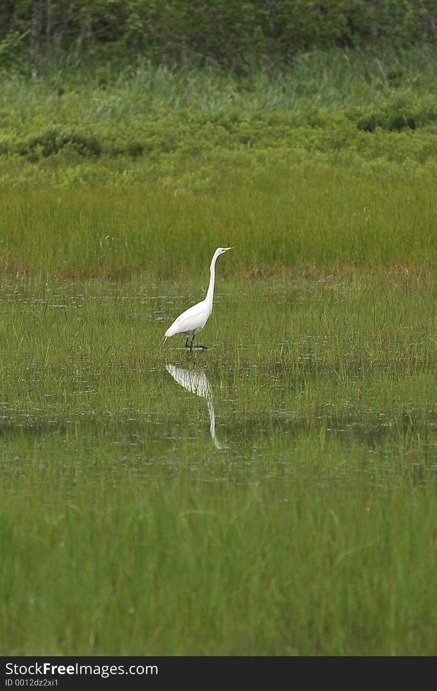 An egret in the salt marsh.