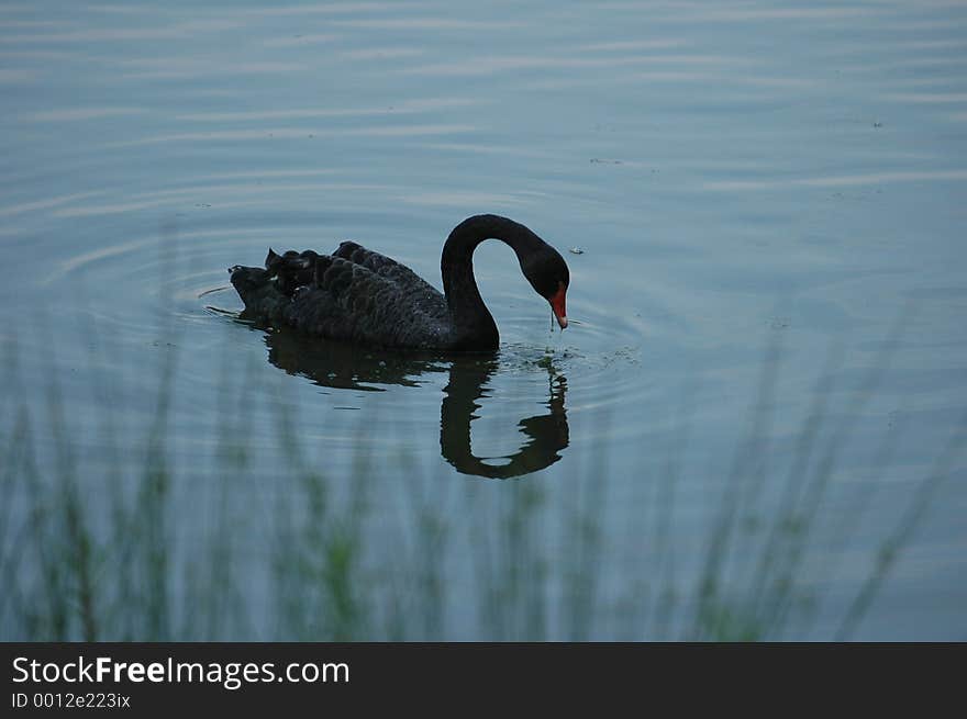 Black Swan