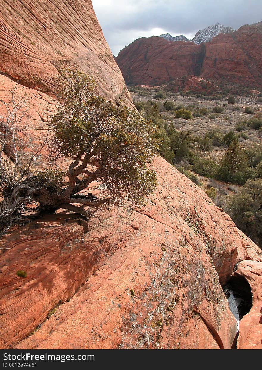 Juniper tree growing out of crack in cliff sandstone. Juniper tree growing out of crack in cliff sandstone