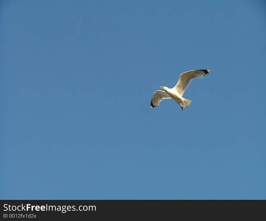 Seagull flying high