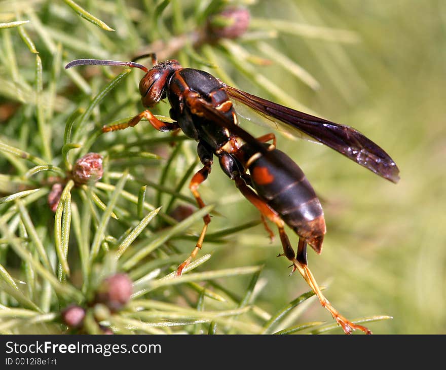 Wasp on Pine Needles