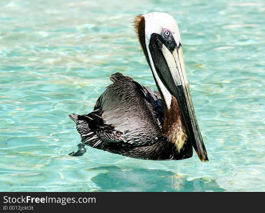 Brown pelican