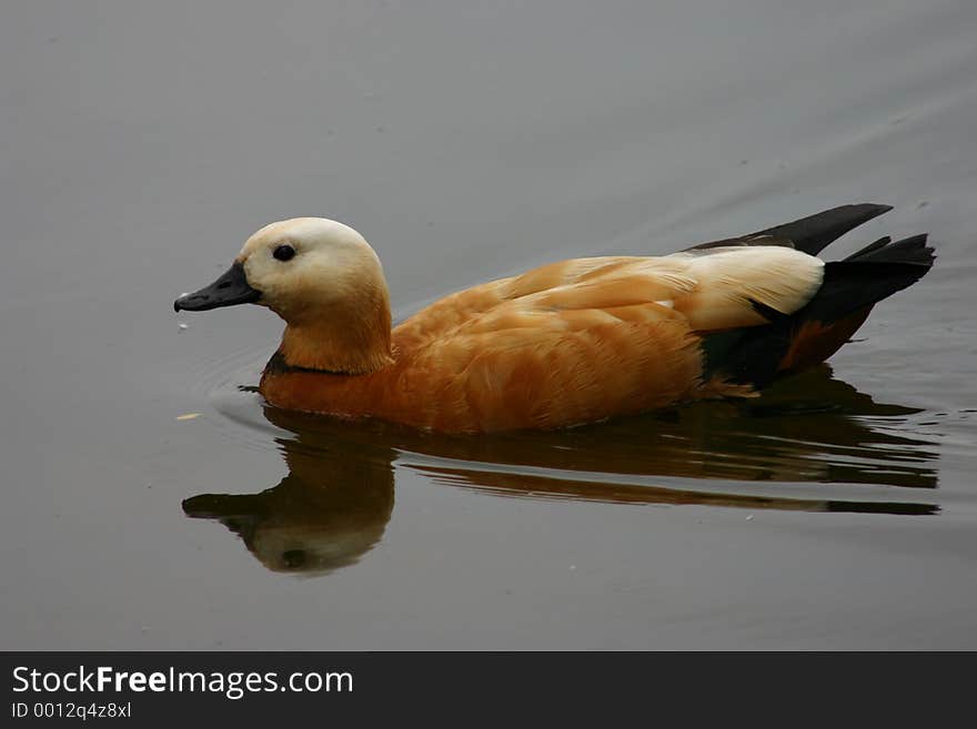 Brown duck