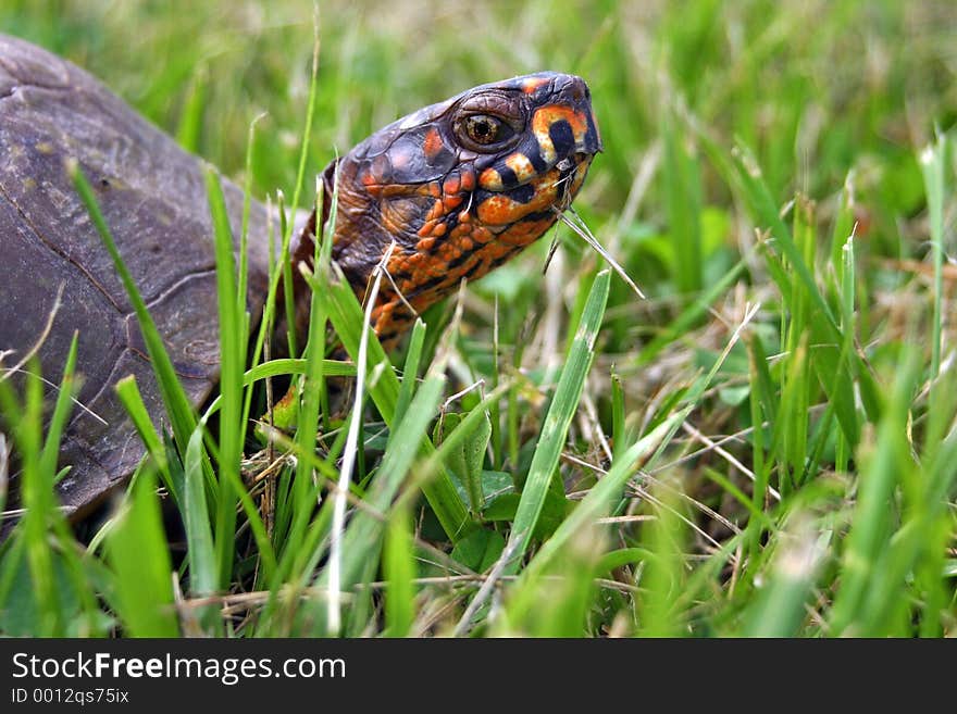 A box turtle watches closely through blades of grass. A box turtle watches closely through blades of grass