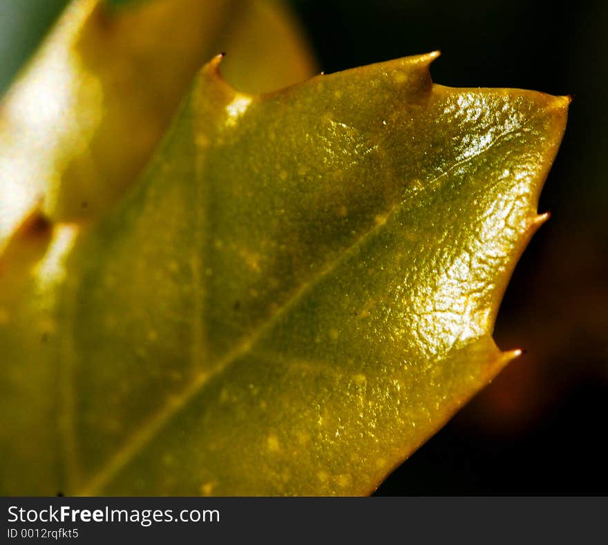 Shiny Spiky Leaf Detail. Shiny Spiky Leaf Detail