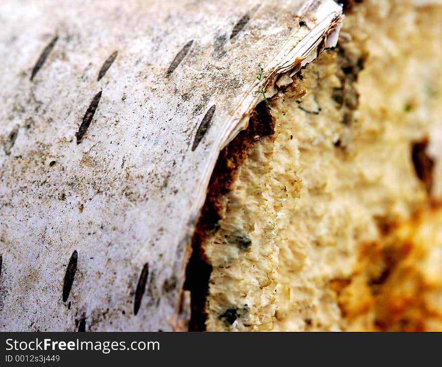 White Birch Wood Macro