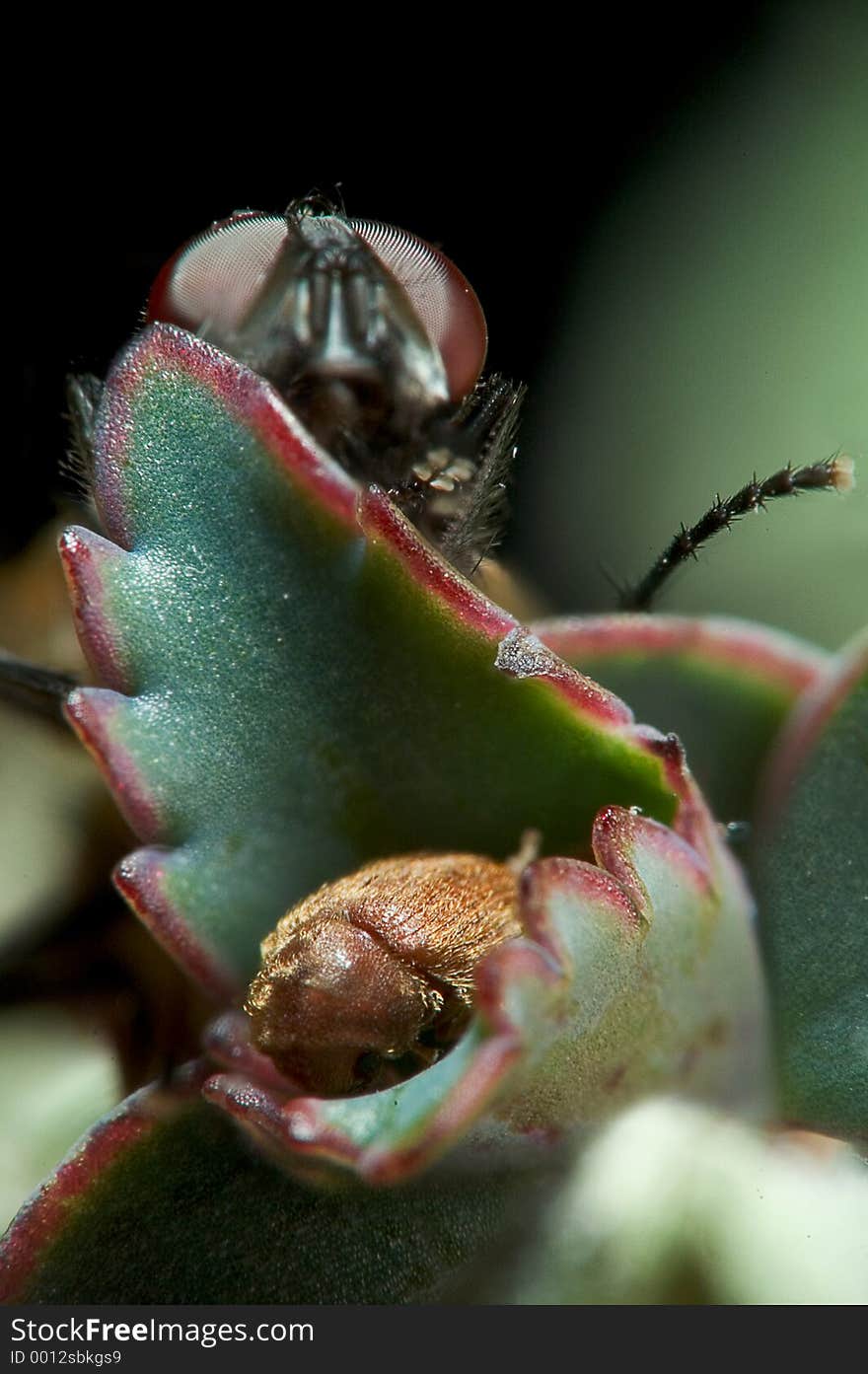 Macro shot of a fly