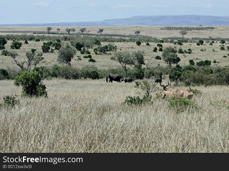 Elephants in kenya