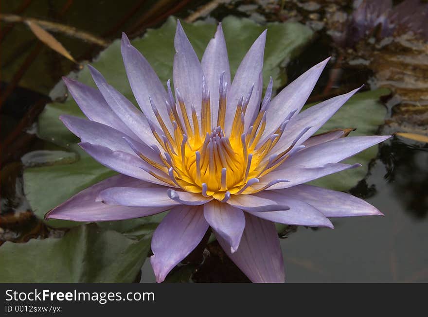 Waterlily on pond