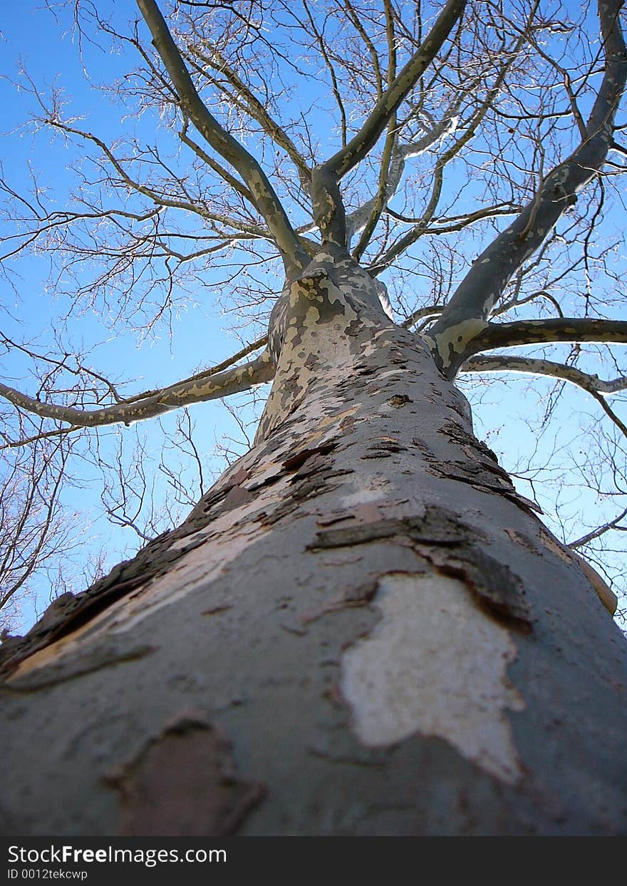 Looking upward at bare tree against blue sky