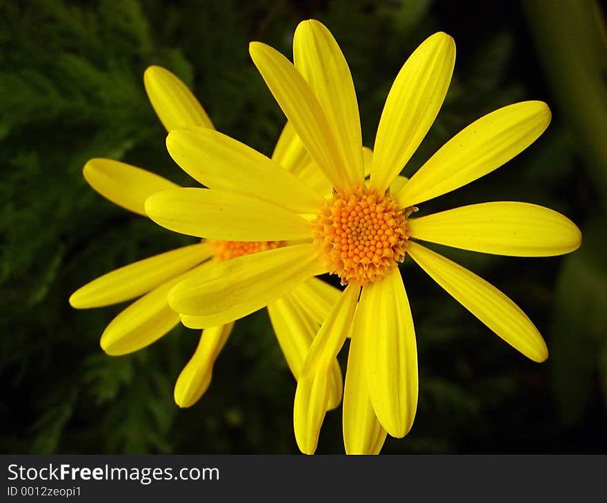 OLYMPUS DIGITAL CAMERA A close-up of two bright, yellow daisies.