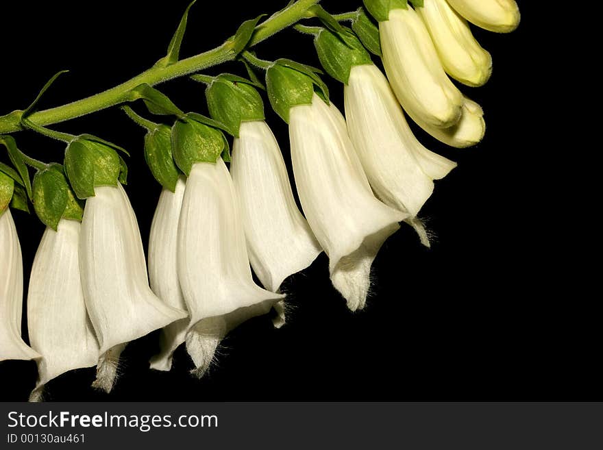 Deadly White Foxglove