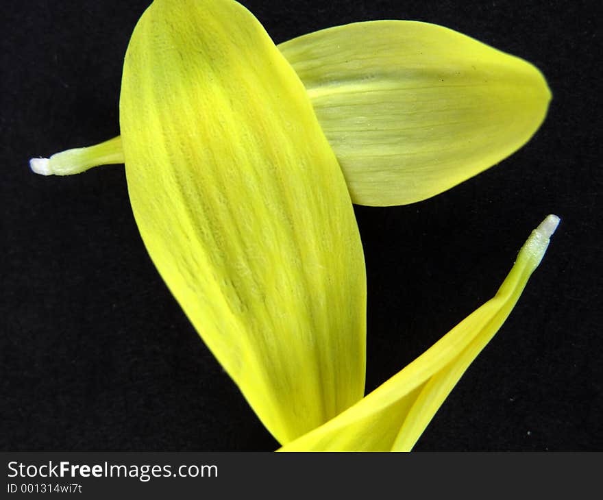 Yellow wild flower petals on a black background. Yellow wild flower petals on a black background.