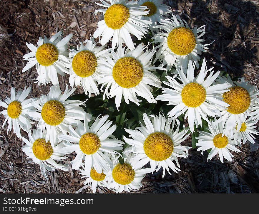 Cluster of white shastas in a loose design. Cluster of white shastas in a loose design