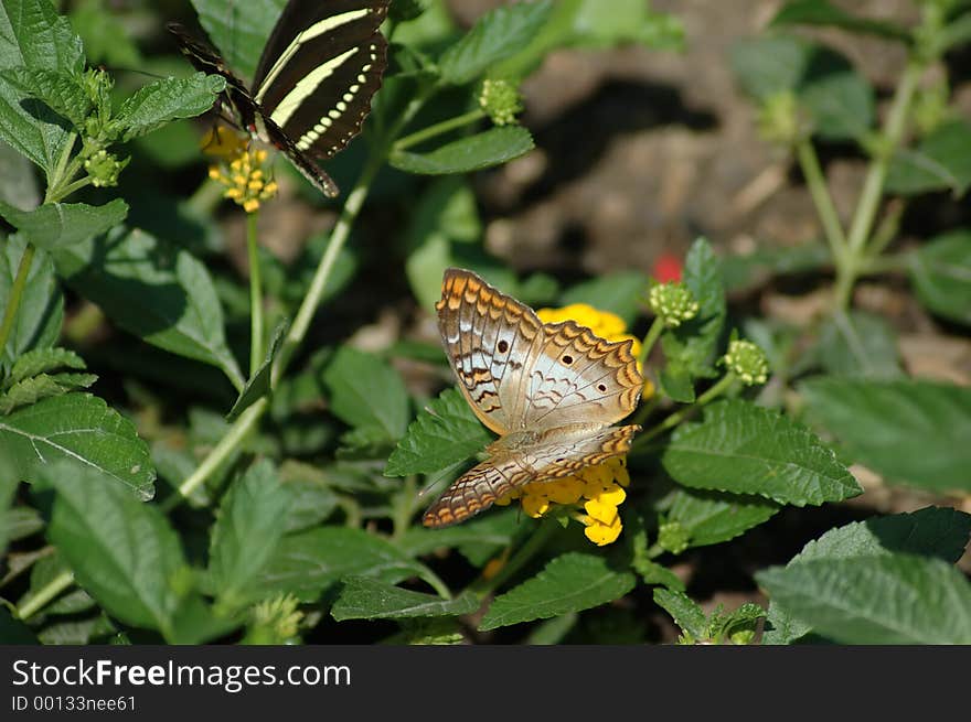 Pair of Butterflies