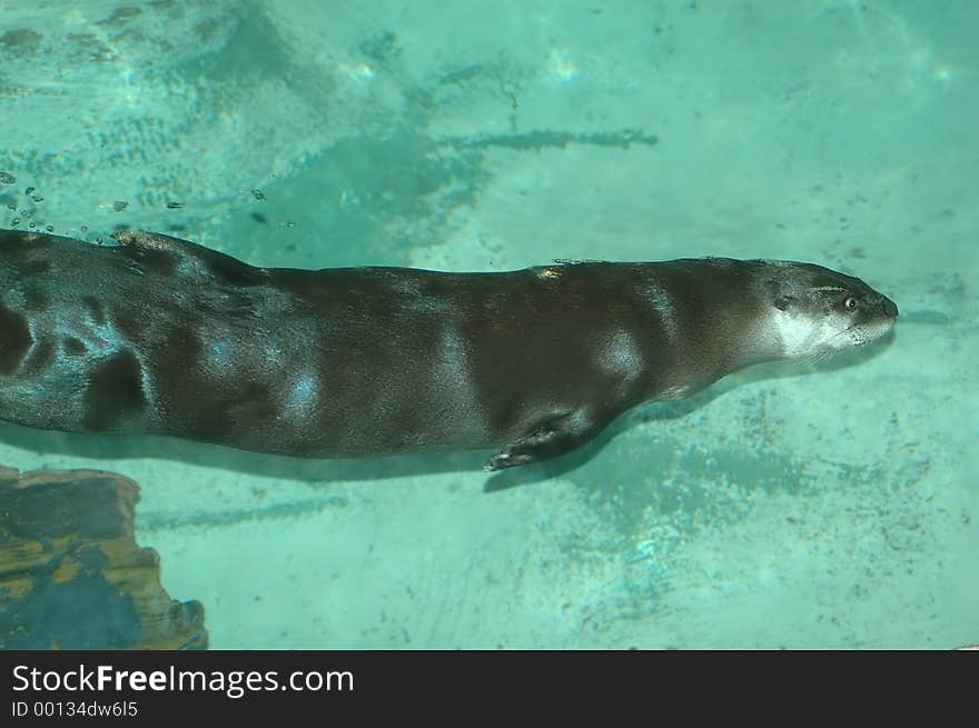 River otter underwater