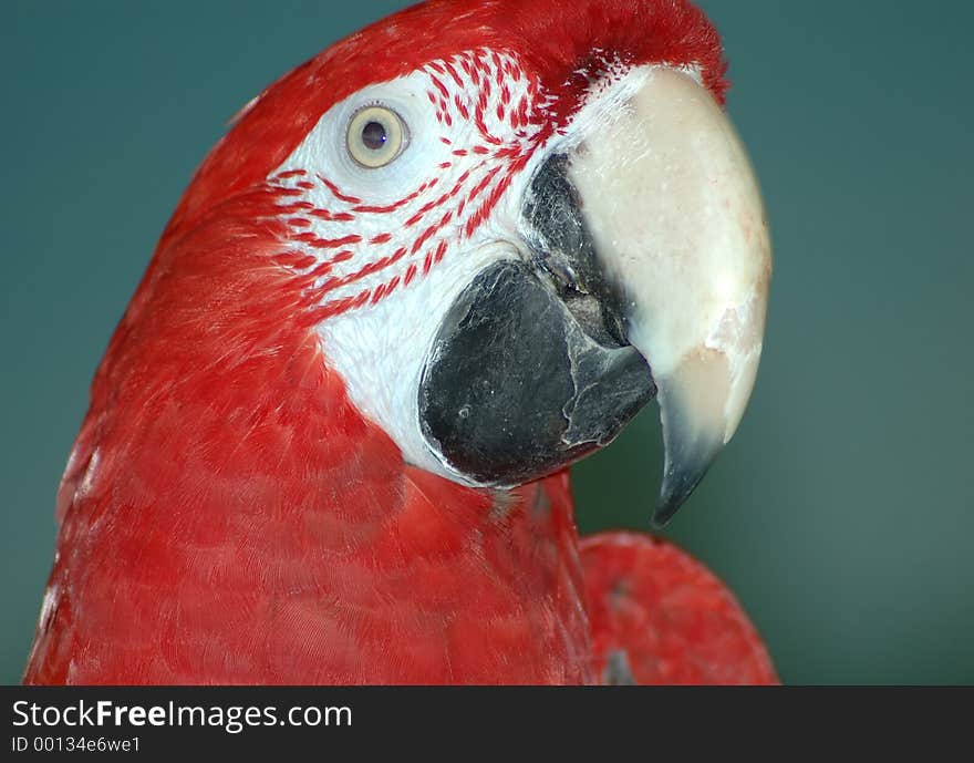 A red macaw face