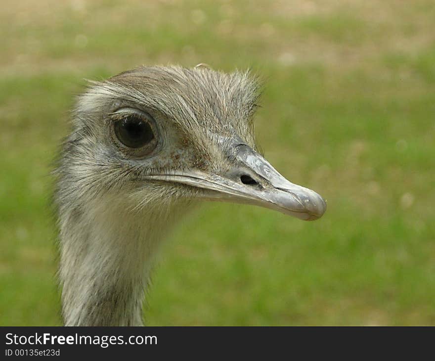 Nandù ostrich