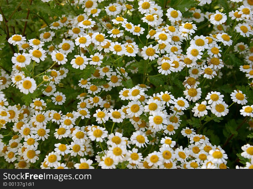 Daisies