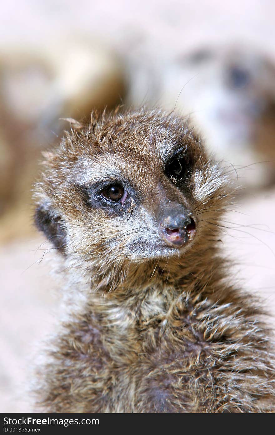 Meercat looking alert and standing up. Meercat looking alert and standing up