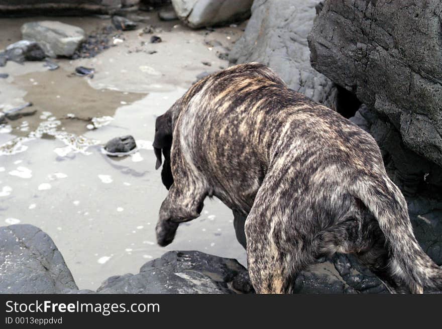 Dog is looking into tidal pool. Dog is looking into tidal pool