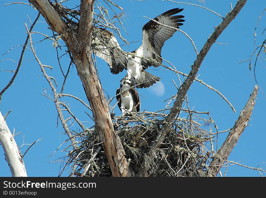 Osprey s mating under moon