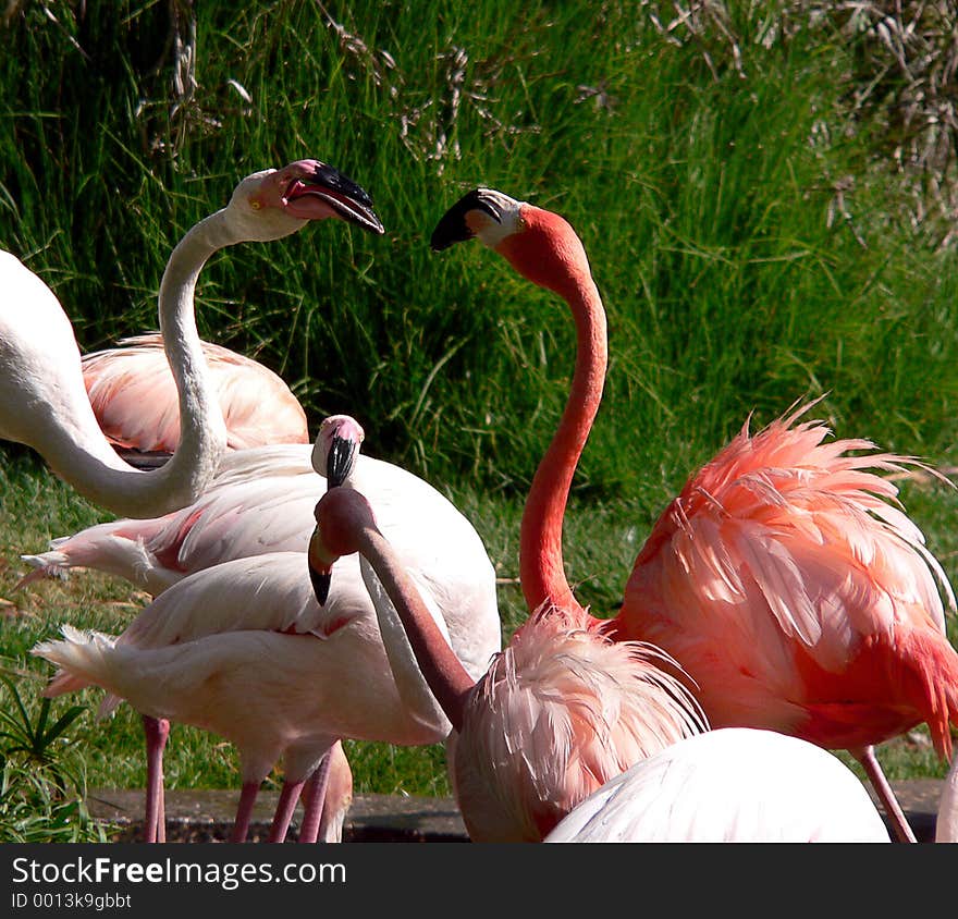 Two flamingos with red and white feathers kissing each other. Two flamingos with red and white feathers kissing each other.