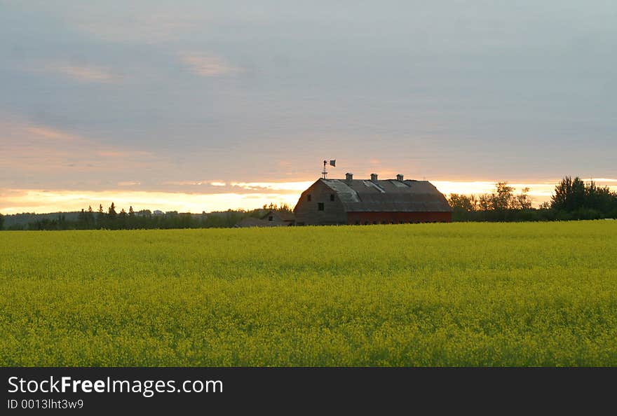 Old barn in canola field