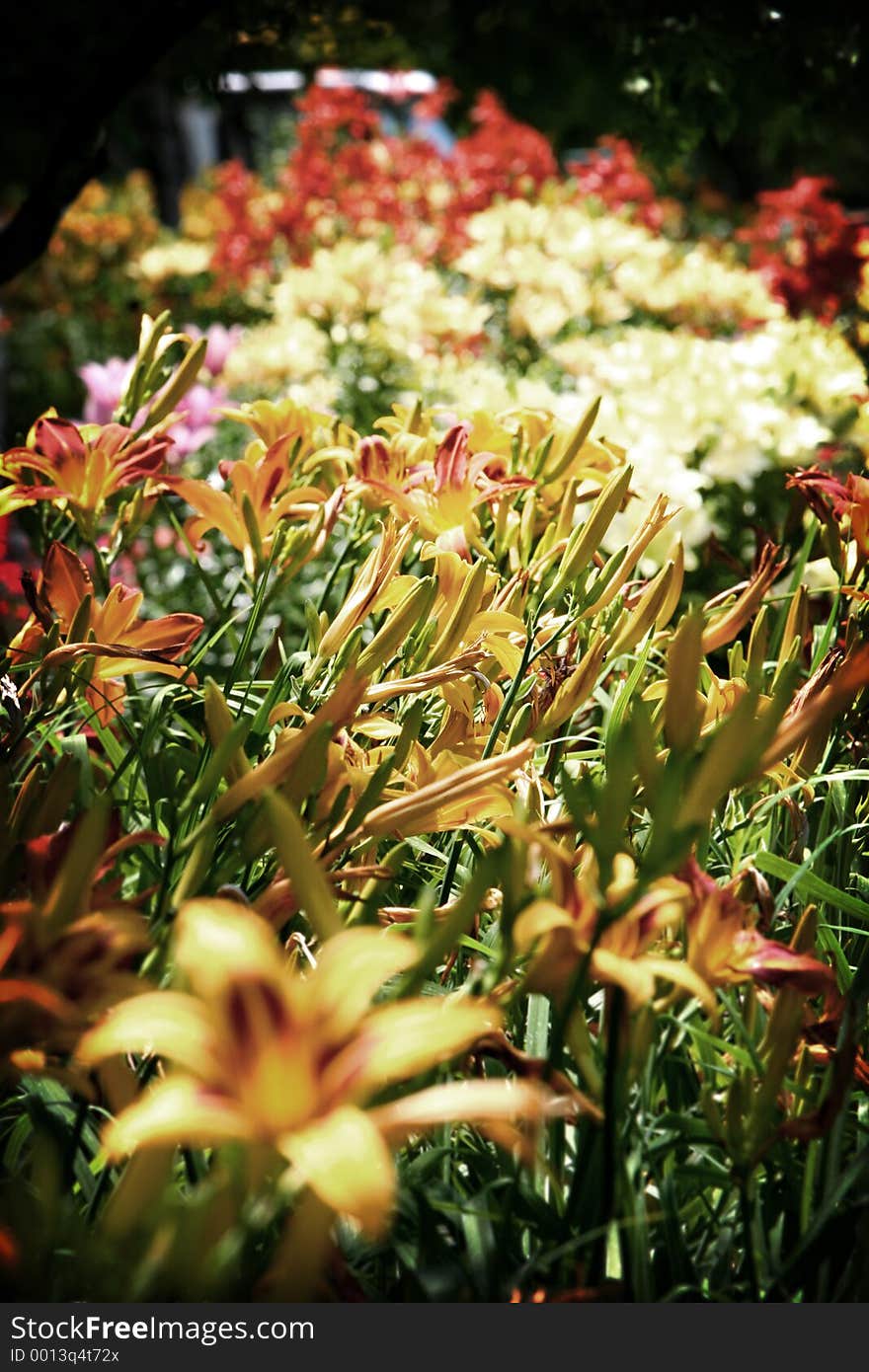 Blooming flowers - Day Lillies in the foreground. Blooming flowers - Day Lillies in the foreground