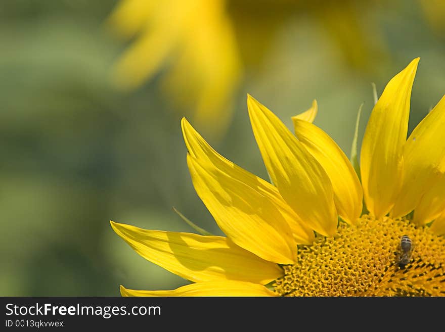 Sunflower Close-up