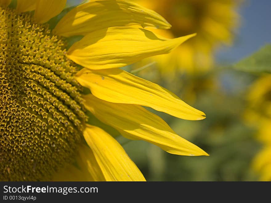 Sunflower Close-up