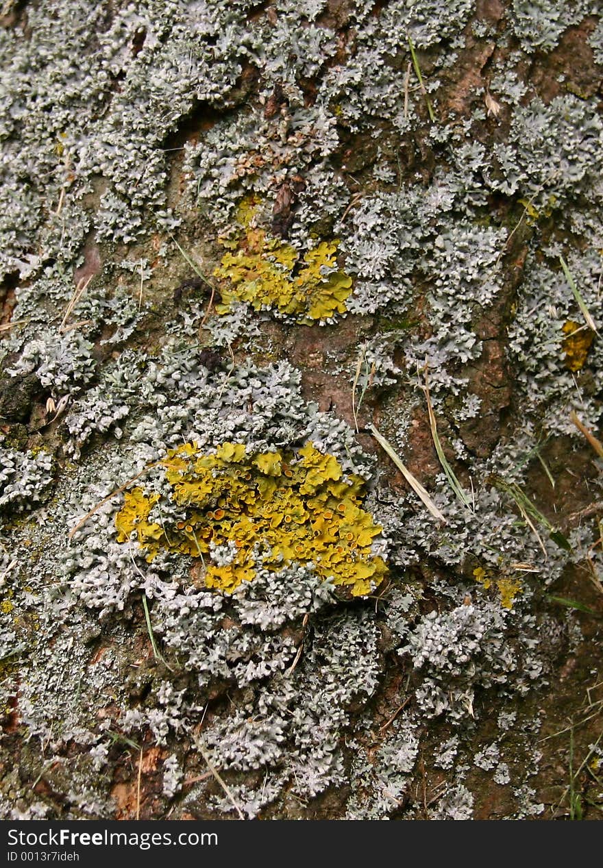 Growth on Tree Trunk