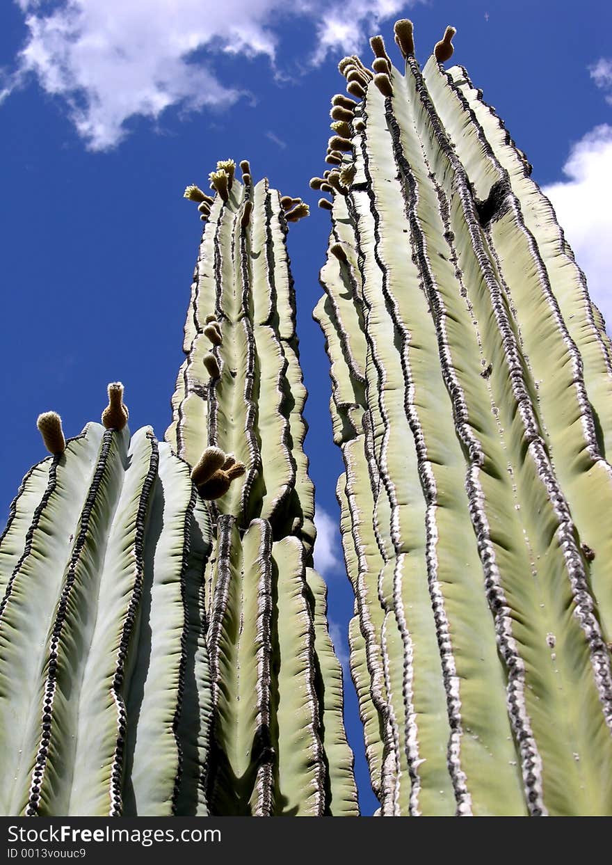 Saguaro cactus soar up against a blue, blue sky. Saguaro cactus soar up against a blue, blue sky.