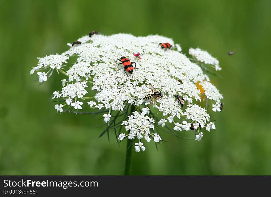 Many different bug on a big white flower. Just like on a bugs dancefloor.