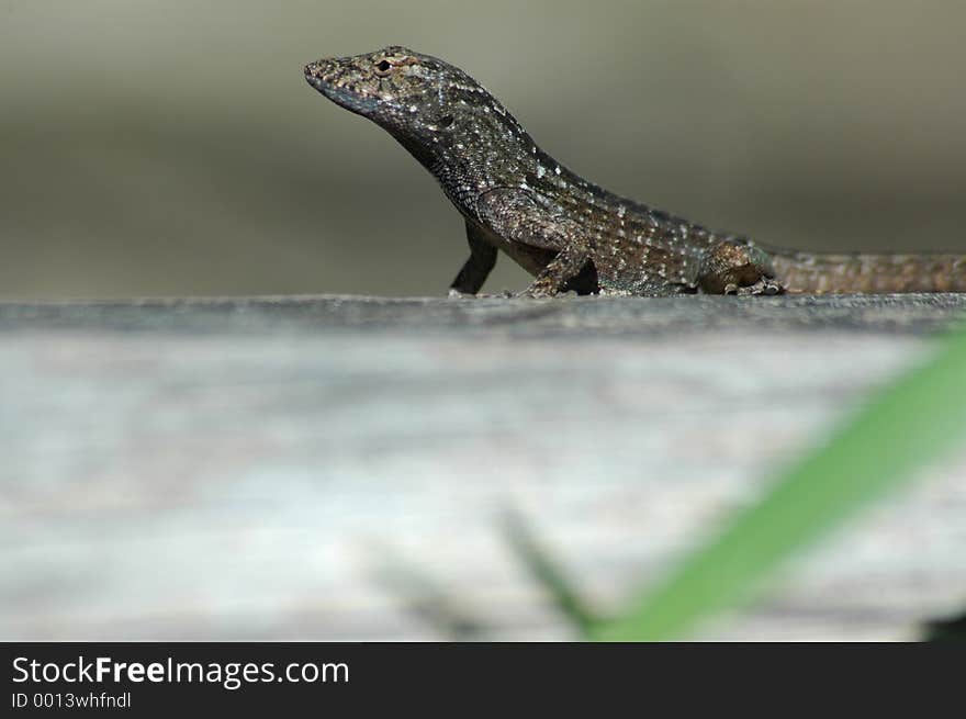 Green anole looking