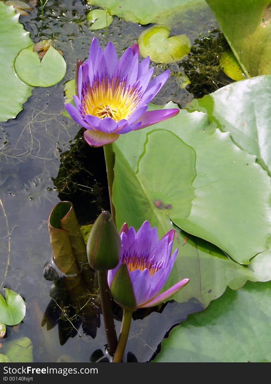 Waterlily. Waterlily