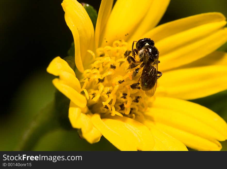 Bee on a Flower